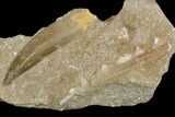 Fossil Plesiosaur (Zarafasaura) Tooth - Morocco #119671-1